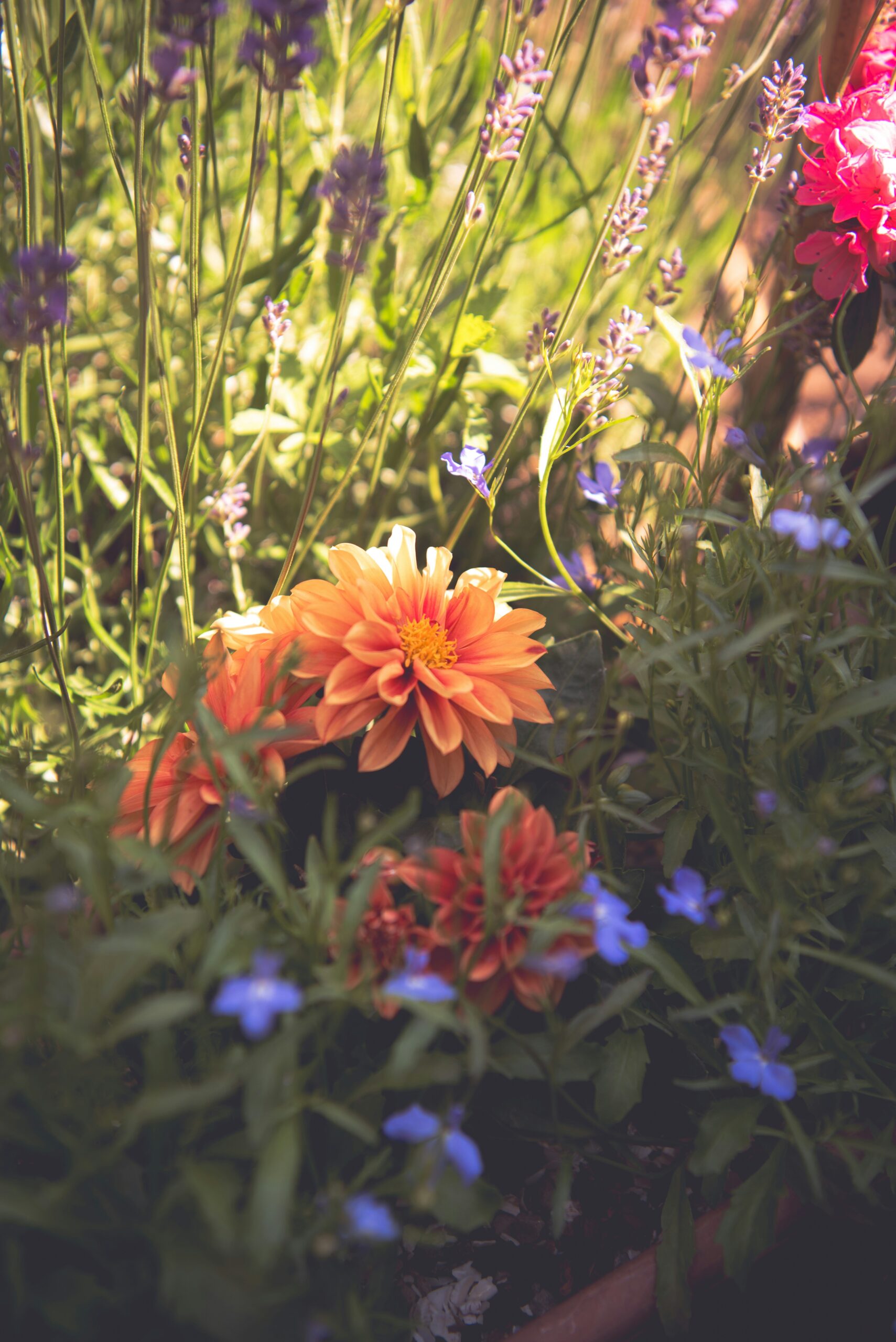 La Rate, l’organe des intersaisons